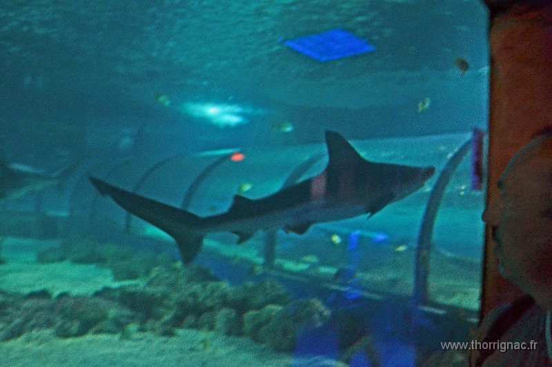 Marineland aout 2014 3.JPG - Marineland - Parc d'attractions aquatiques - Antibes - Août 2014
